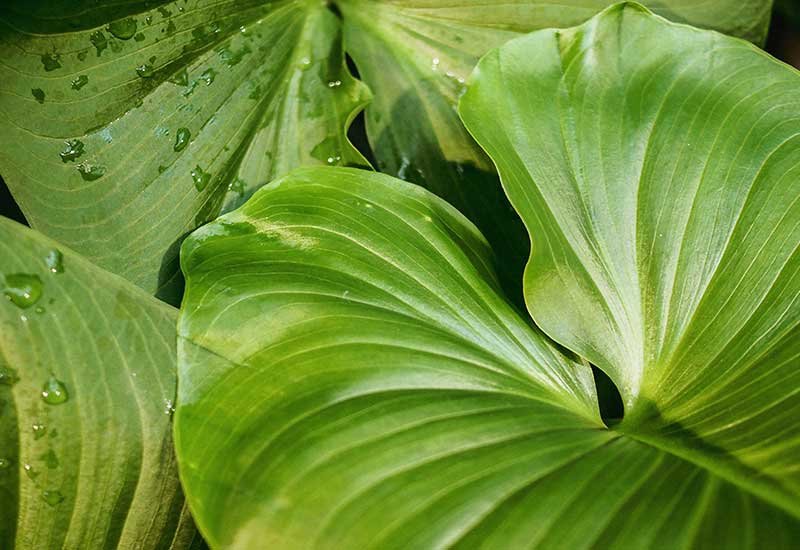 Read more about the article No More Mistakes With Green Life