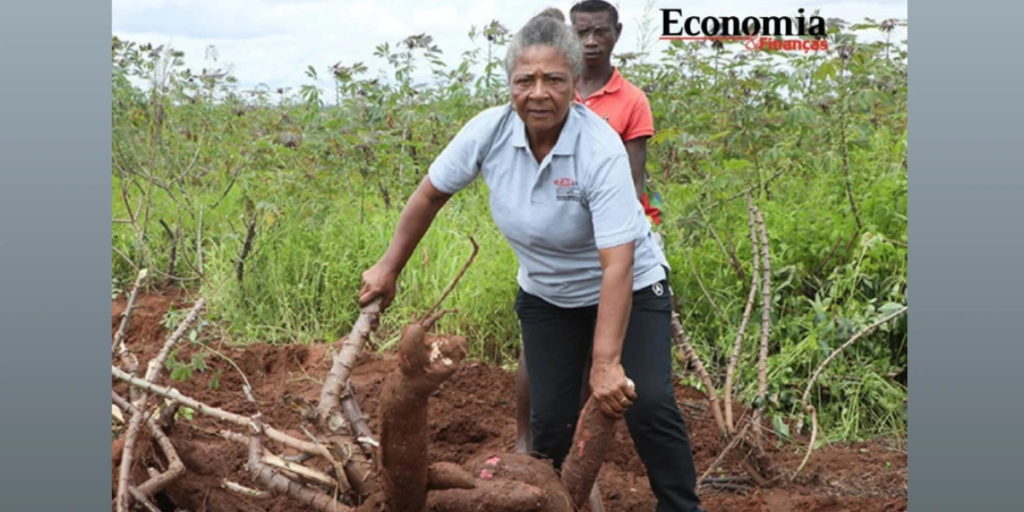 Read more about the article Ex-funcionária bancária é agora a ‘Rainha da Mandioca de Angola’