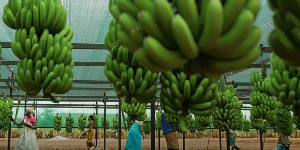 Read more about the article Angola exportou 384 toneladas de frutas em 2025, rendendo mais de 391 mil dólares